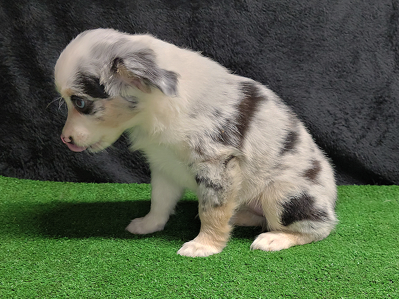Frappe is a blue merle female large Toy to small mini Aussie for sale in Central Oklahoma.