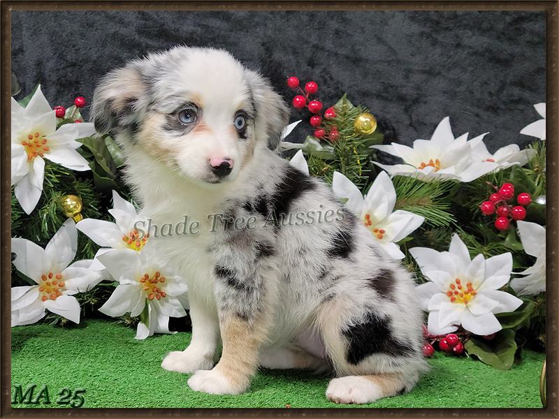 Frappe is a blue merle female large Toy to small mini Aussie for sale in Central OK.