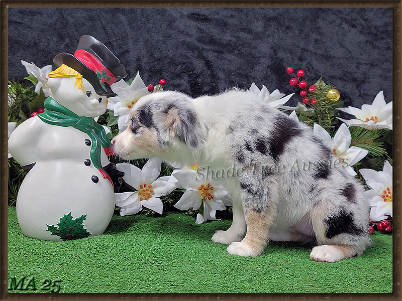 Frappe is a blue merle female large Toy to small mini Aussie.