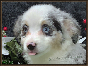 Frappe is a blue merle female Toy to Mini Aussie puppy for sale.