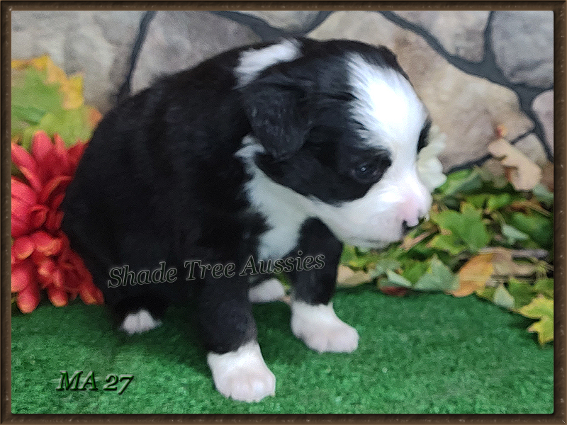 Raf is going to be a beautiftul black tri male large Toy or small Mini Australian Shepherd. 
