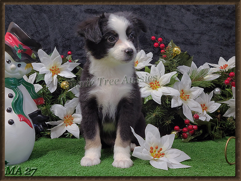 Raf is going to be a beautiftul black tri male large Toy or small Mini Australian Shepherd. 