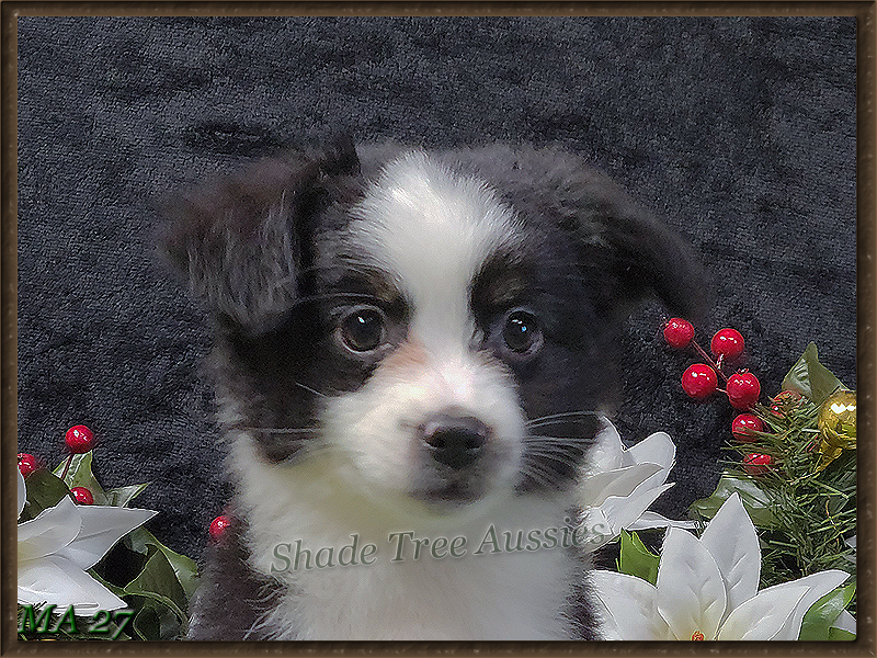 Raf is a black tri male that should be a larger Toy or small Mini Australian Shepherd. 