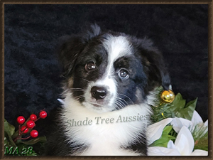 Macchiato is a black Tri Male Toy to Small Miniature Australian Shepherd puppy for sale in Central Oklahoma.