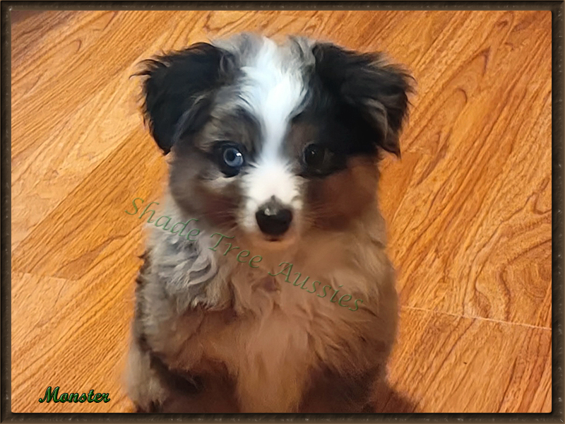 Monster is a blue merle male Toy Australian Shepherd shown at 10 weeks old.