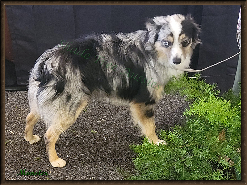 Monster is a blue merle male Toy Australian Shepherd.