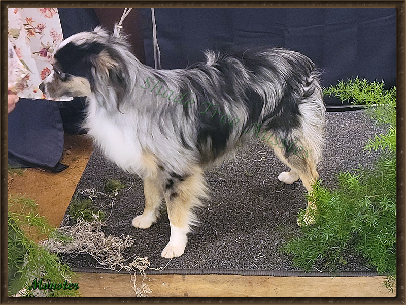 Monster is a blue merle male Toy Australian Shepherd just starting to mature.