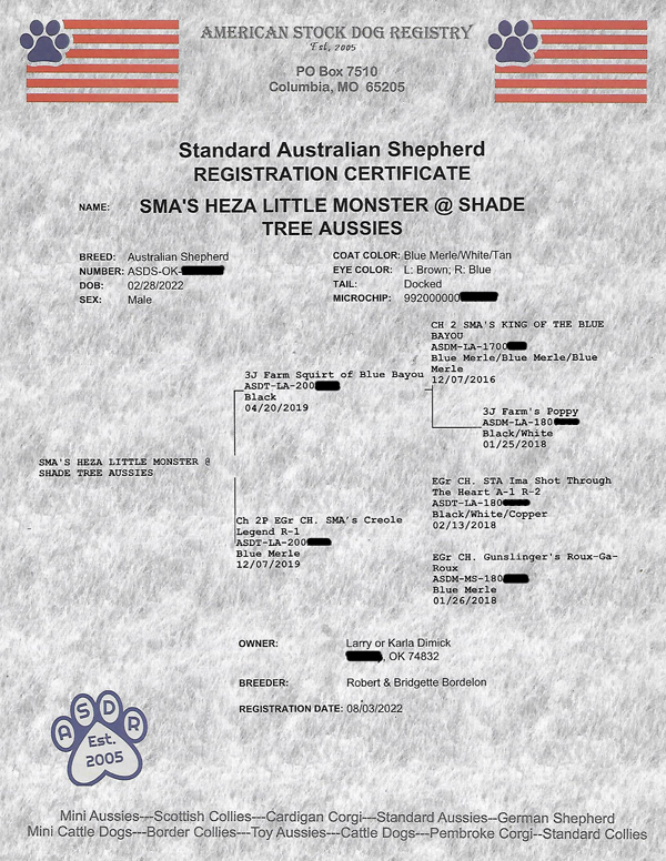 SMA's Heza Little Monster @ Shade Tree Aussies ASDR registration certificate
