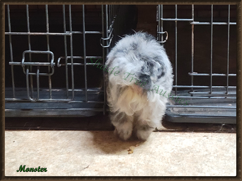 Monster loved to clean up spilled food between kennels until he got to big to fit.