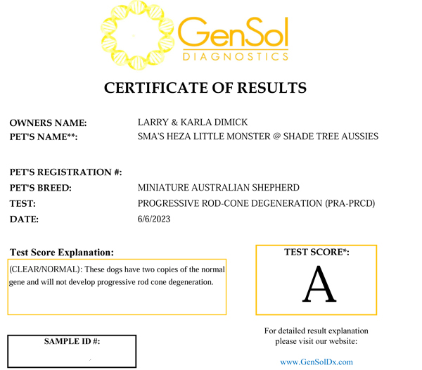 SMA's Heza Little Monster @ Shade Tree Aussies PRA test results.