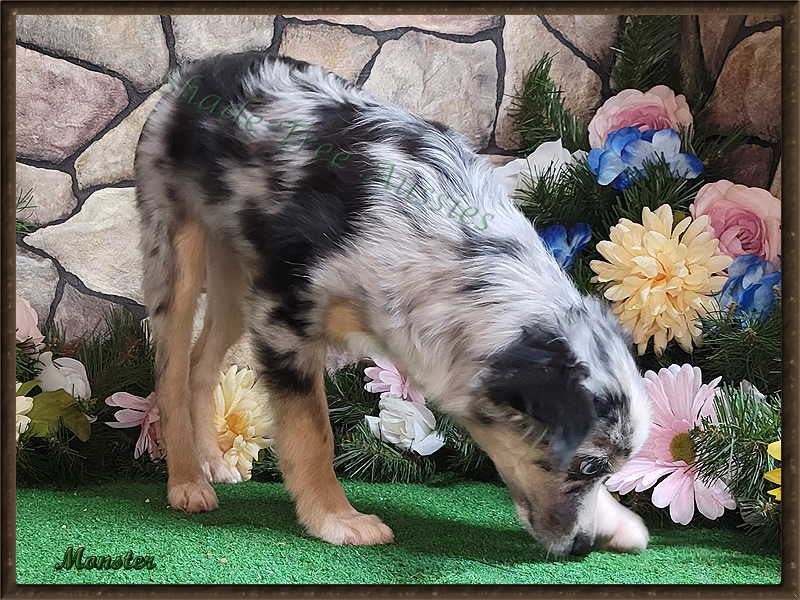 Monster is a blue merle male Toy Australian Shepherd shown at 6 months old.