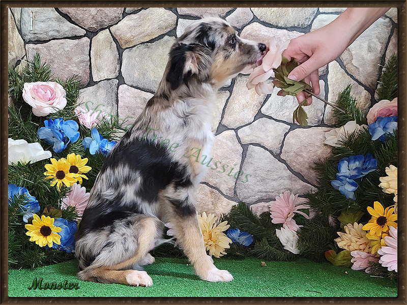 Monster is a blue merle male Toy Australian Shepherd shown at 6 months old.