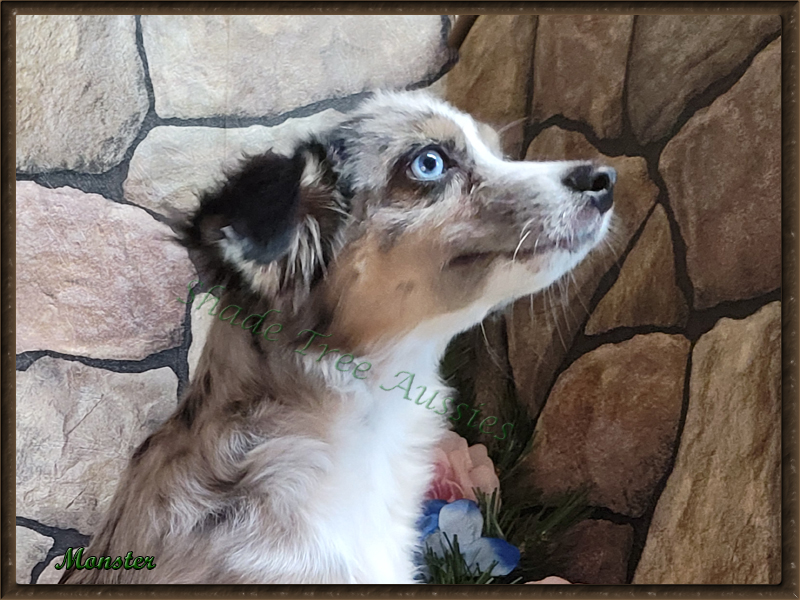 Monster is a blue merle male Toy Australian Shepherd shown at 6 months old.