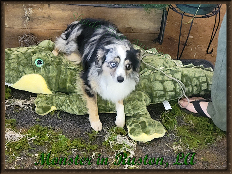 Monster wasn't too impressed with the alligator, but he was a good boy and played along for the picture.