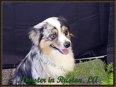 SMA'S Heza Little Monster @Shade Tree Aussies in Rushton, Louisiana earning his first adult title.