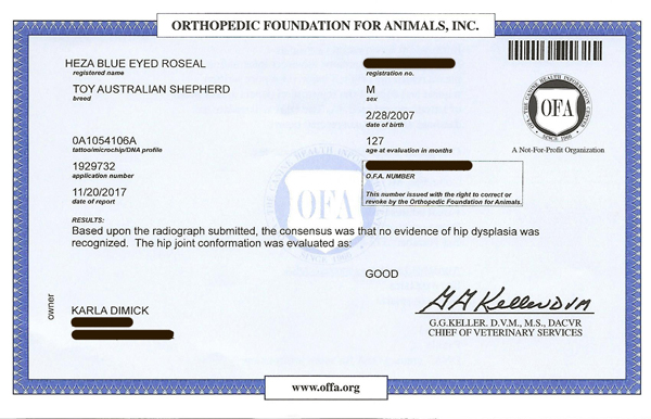 Heza Blue Eyed Rascal OFA Certificate. 