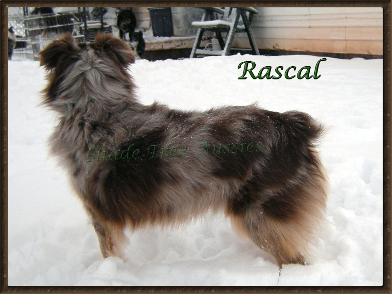 Rascal enjoys the snow, just not for too long at a time. 
