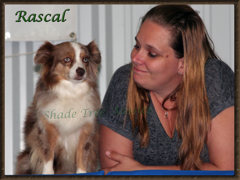 Rascal enjoys all kinds of events. He is shown here with Jess at a TDAA trial.