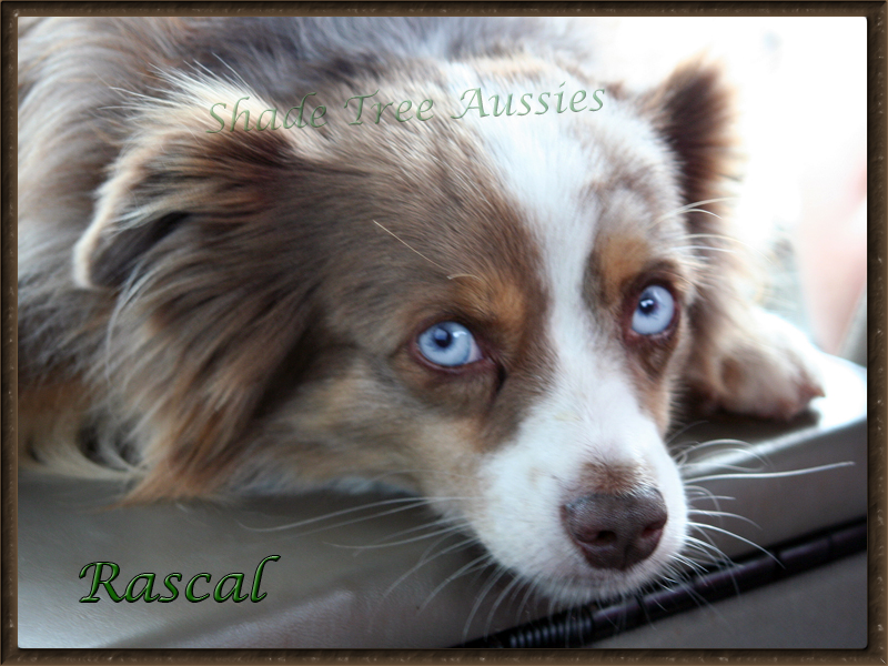 Rascal has those beautiful blue eyes and he knows how to use them. 