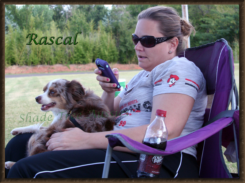 Rascal and Jess relaxing between runs at a TDAA trial. 