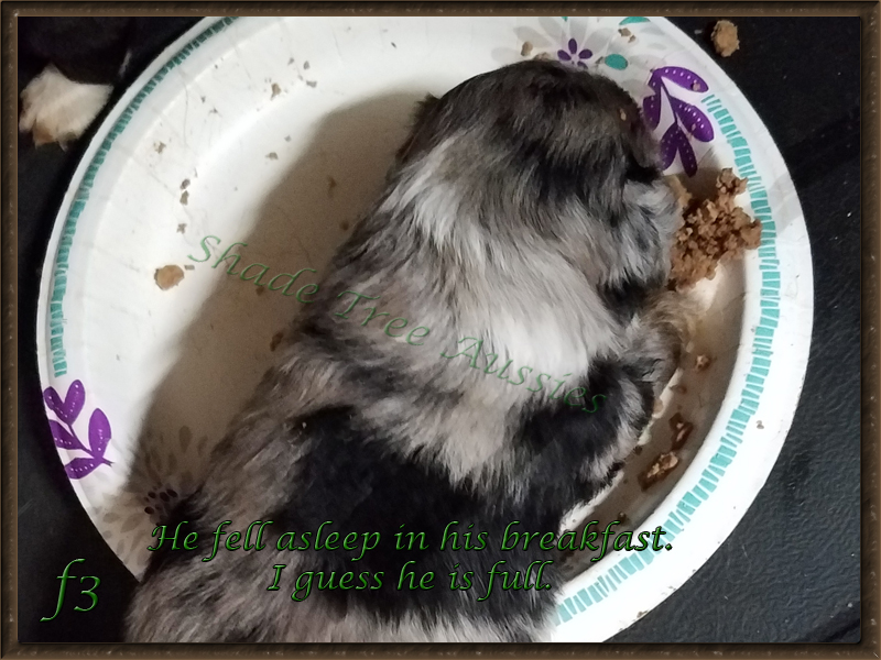Rowdy over ate and fell asleep in his food plate. He is prepared when he wakes up.