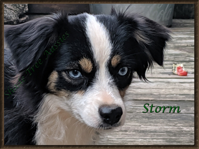 STA Ima Blue Eyed Storm is a blue eyed black tri female Toy Australian Shepherd.