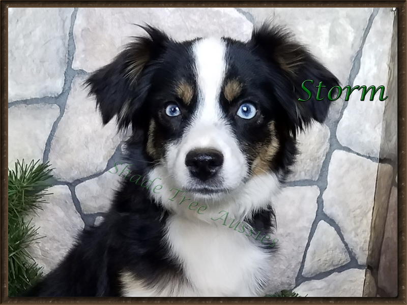 STA Ima Blue Eyed Storm is higher drive Toy Aussie female.