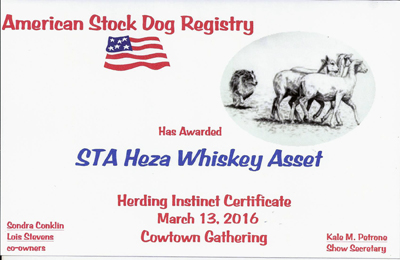 Whiskey's ASDR Herding Instinct Certificate 