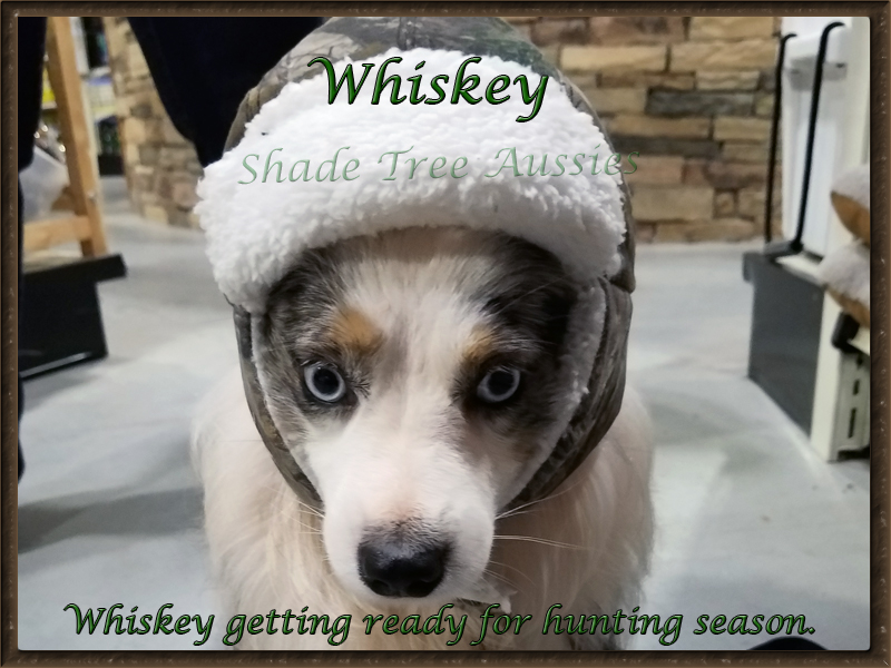 Whiskey has such a good temperament he tolerates most anything we ask him to do. 