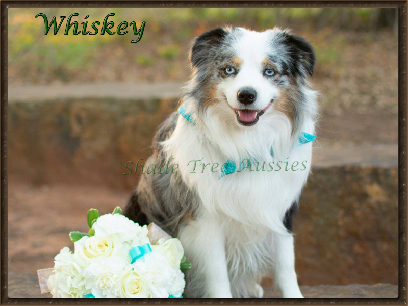 Whiskey was a part a wedding. He is a pretty handsome best man.