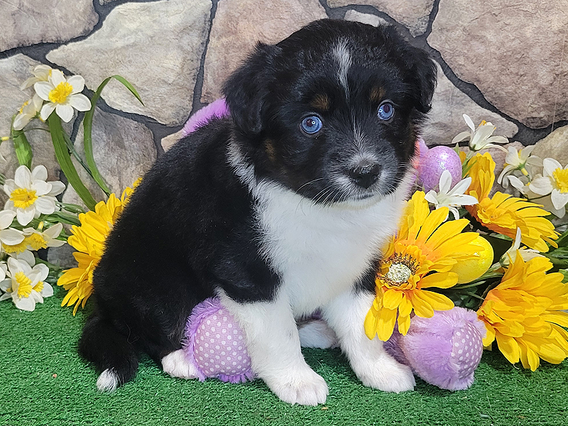 This black tri female has 2 blue eyes and very tall front socks.