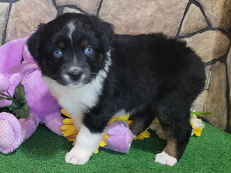 Windy is a black tri female Mini Aussie with blue eyes.