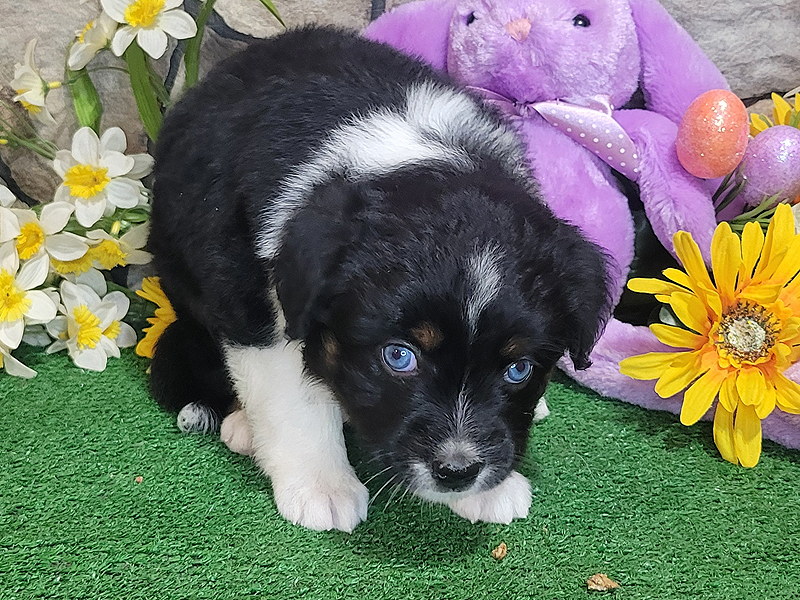 Windy is a black tri female Mini Aussie with blue eyes.