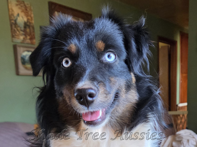 Windy, showing off her pretty blue eyes. 