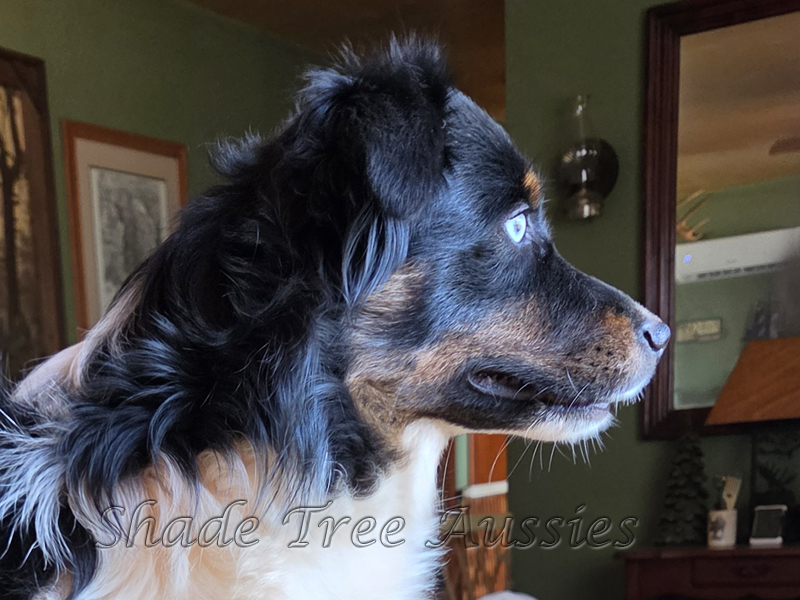 Windy is a beautiful blue eyed black tri with stunning colored copper.