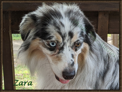 Husker Hearts Kayra @ Irresistible Angels known as Zara is a blue merle Miniature American Shepherd.