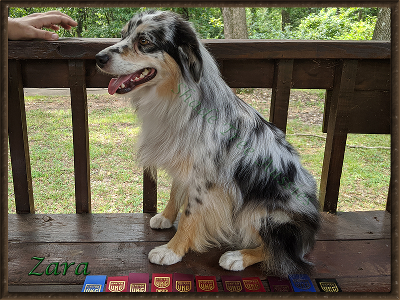 Zara after her UKC show in Grove Oklahoma.