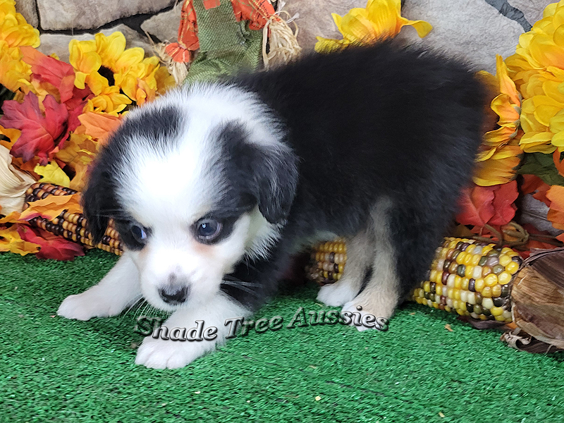 Sunday is a black tri female Toy Aussie puppy for sale in Central Oklahoma.