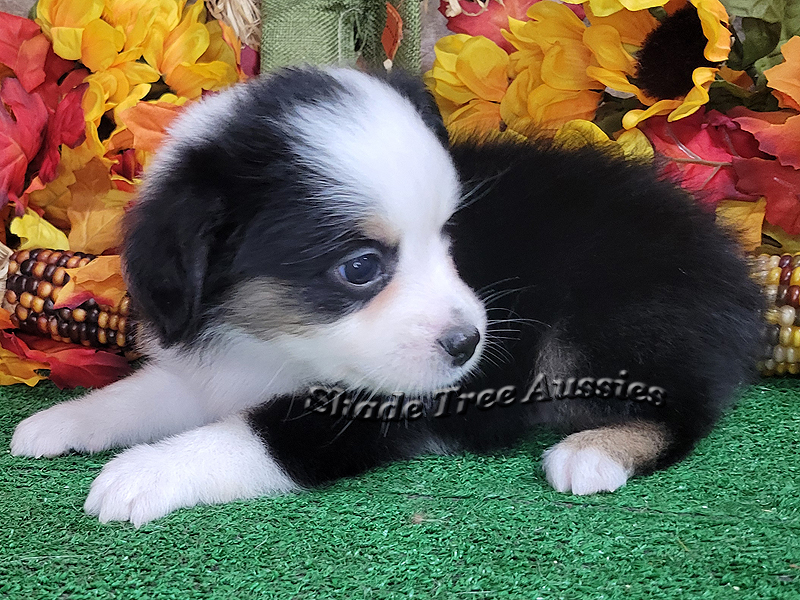 Sunday is a black tri female Toy Aussie puppy for sale in Central Oklahoma.