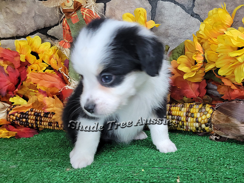 Sunday a black tri Toy Aussie female puppy for sale in Central Oklahoma.