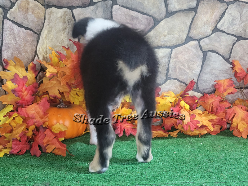 Sunday showing off her great conformation from behind. She was attacking the leaves.