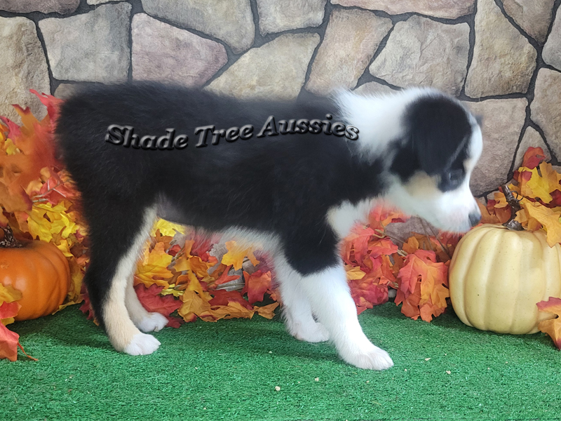 Sunday a black tri Toy Aussie female puppy for sale in Central Oklahoma.