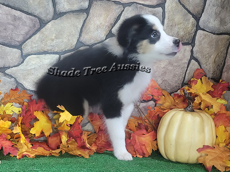 Black tri female Toy Aussie puppy for sale in Central Oklahoma.