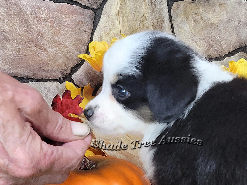 Monday is a black tri Toy Aussie female.