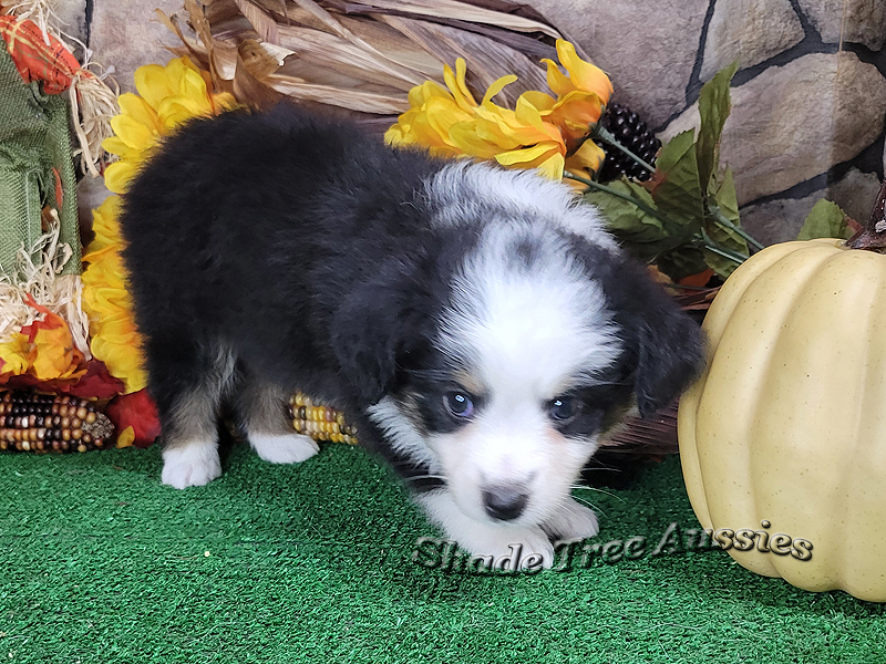 Monday is a black tri Toy Aussie female puppy for sale.