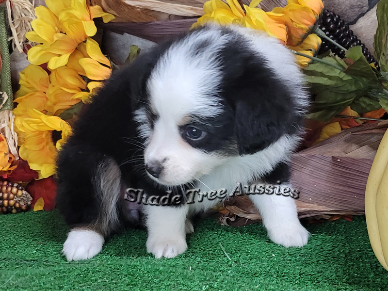 Monday is a black tri Toy Aussie female puppy for sale.