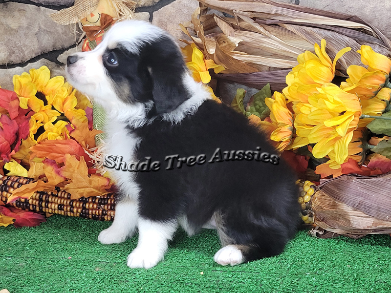 Monday, a black tri female Toy Aussie puppy has a very pretty profile.