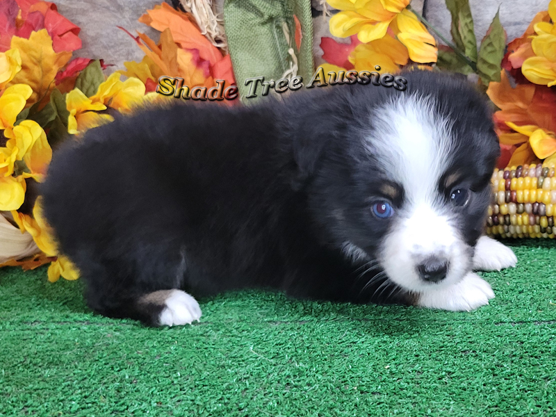 This pretty little girl is a black tri female Toy Australian Shepherd.