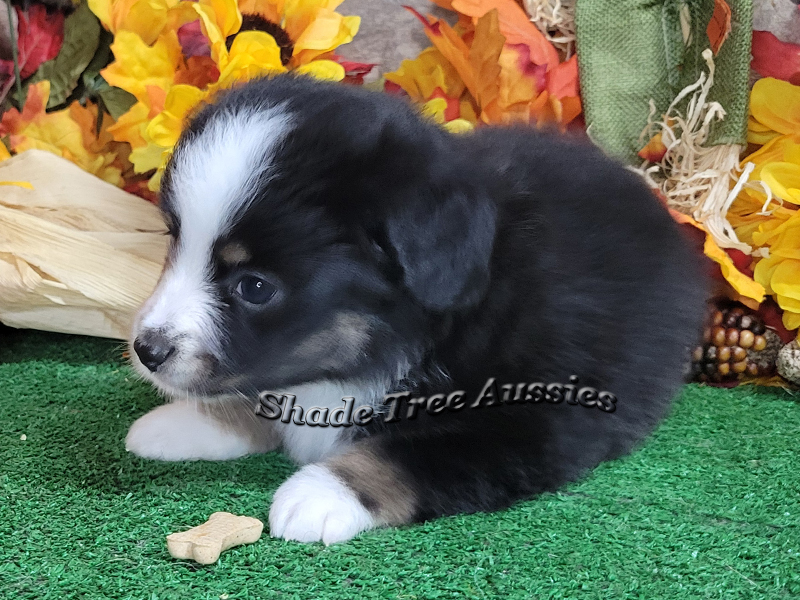 Thursday is a little larger Toy Aussie puppy. She will make someone a fun pet. 