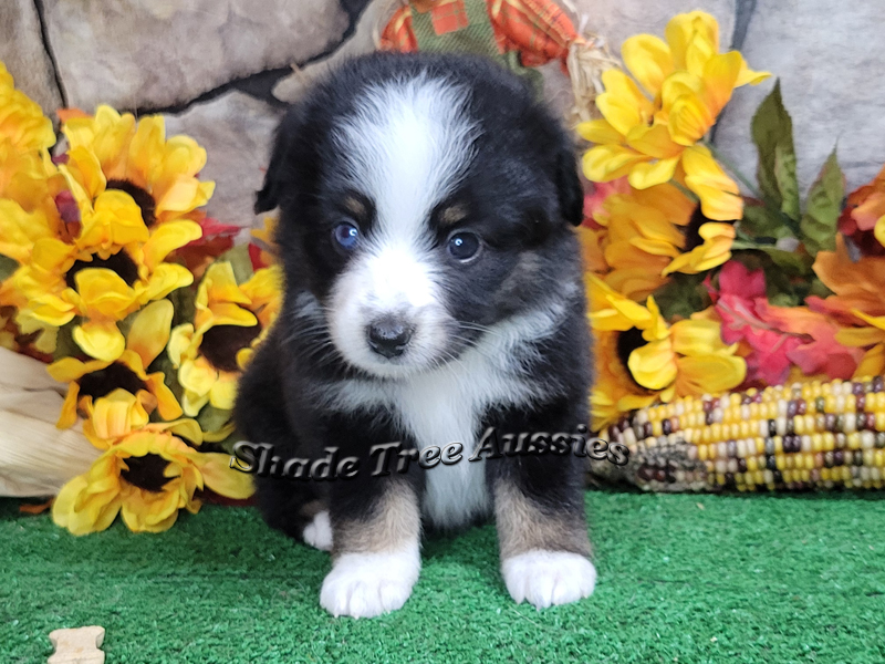 Thursday is a black tri large Toy Aussie female with one blue eye.